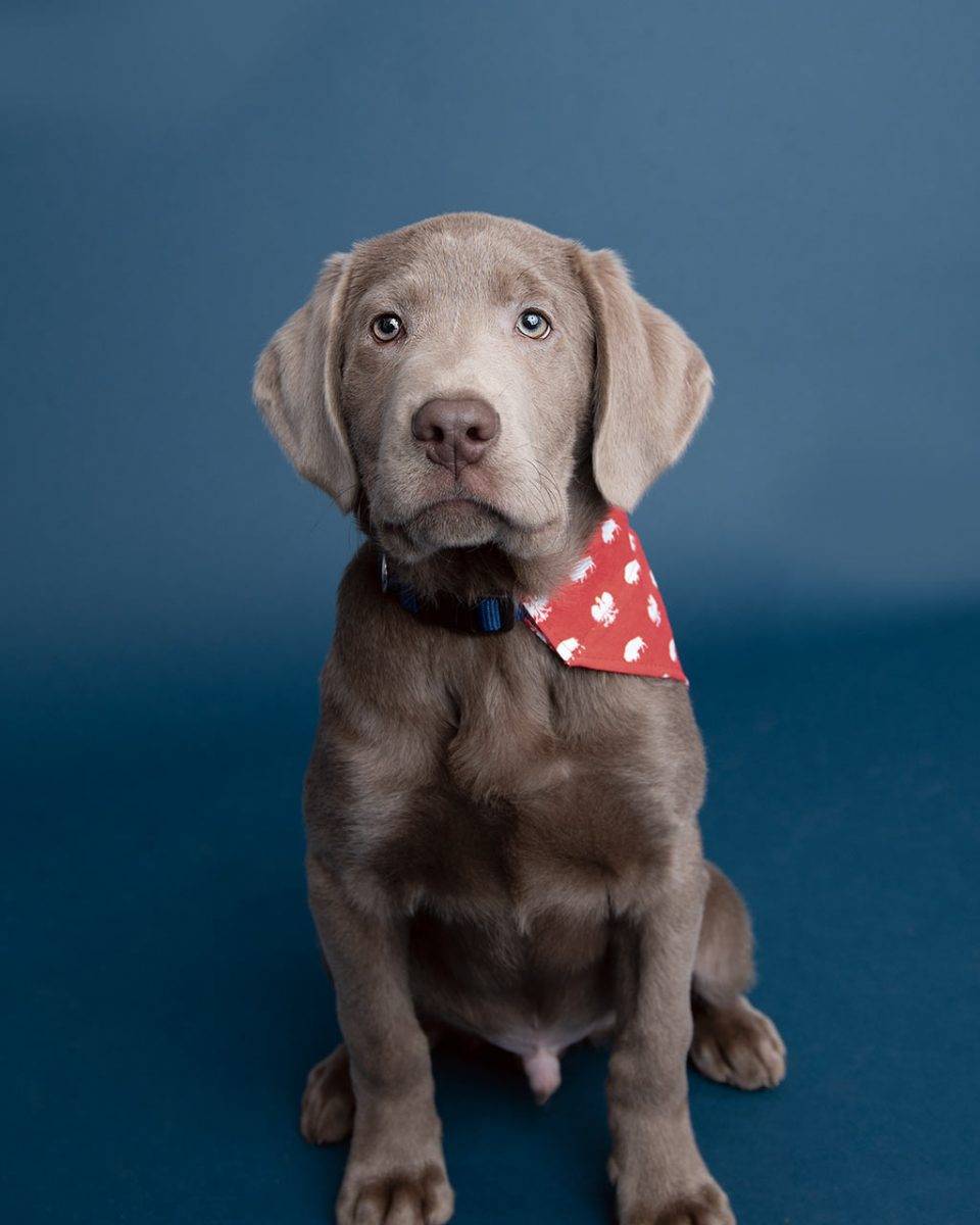 Buffalo Bills Reversible Dog Bandana 